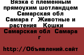 Вязка с племенным прямоухим шотландцем - Самарская обл., Самара г. Животные и растения » Кошки   . Самарская обл.,Самара г.